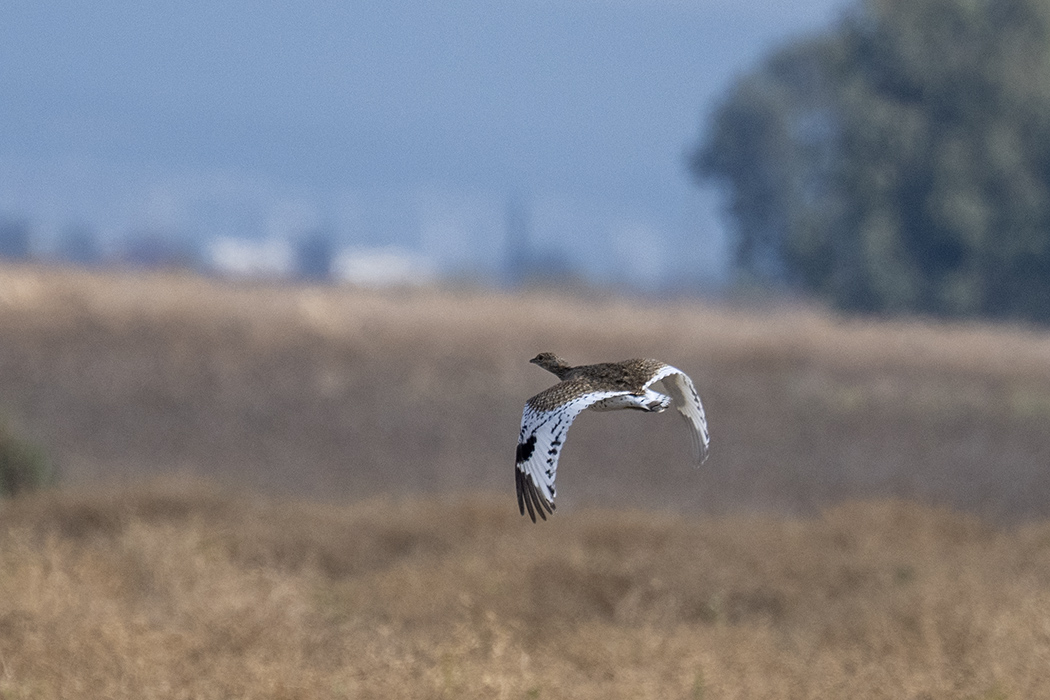 Little Bustard